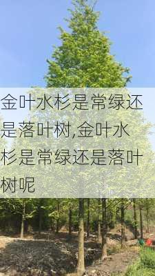 金叶水杉是常绿还是落叶树,金叶水杉是常绿还是落叶树呢