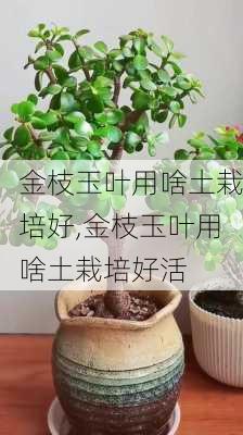 金枝玉叶用啥土栽培好,金枝玉叶用啥土栽培好活