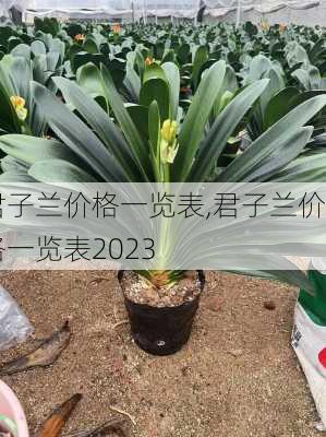 君子兰价格一览表,君子兰价格一览表2023