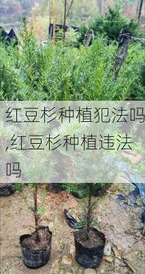 红豆杉种植犯法吗,红豆杉种植违法吗