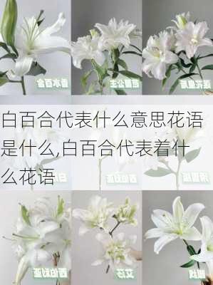 白百合代表什么意思花语是什么,白百合代表着什么花语