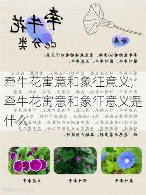 牵牛花寓意和象征意义,牵牛花寓意和象征意义是什么