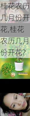 桂花农历几月份开花,桂花农历几月份开花?