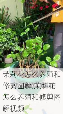 茉莉花怎么养殖和修剪图解,茉莉花怎么养殖和修剪图解视频