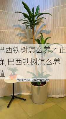 巴西铁树怎么养才正确,巴西铁树怎么养殖