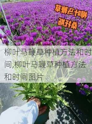 柳叶马鞭草种植方法和时间,柳叶马鞭草种植方法和时间图片