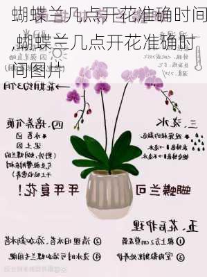 蝴蝶兰几点开花准确时间,蝴蝶兰几点开花准确时间图片