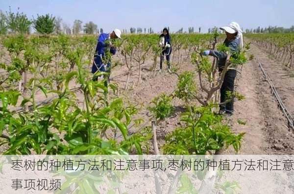 枣树的种植方法和注意事项,枣树的种植方法和注意事项视频