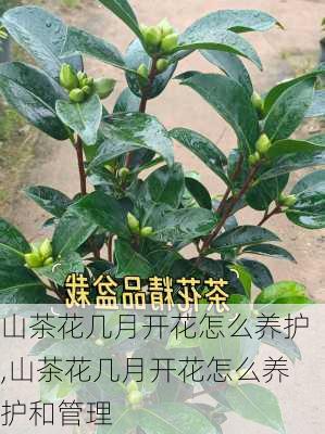 山茶花几月开花怎么养护,山茶花几月开花怎么养护和管理