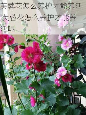 芙蓉花怎么养护才能养活,芙蓉花怎么养护才能养活呢