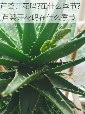 芦荟开花吗?在什么季节?,芦荟开花吗在什么季节