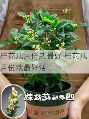 桂花几月份栽最好,桂花几月份栽最好活