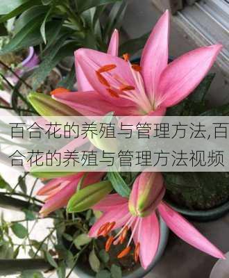 百合花的养殖与管理方法,百合花的养殖与管理方法视频