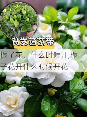 栀子花开什么时候开,栀子花开什么时候开花