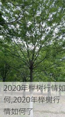 2020年榉树行情如何,2020年榉树行情如何了