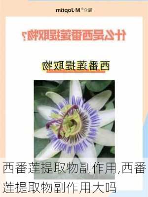 西番莲提取物副作用,西番莲提取物副作用大吗