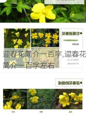 迎春花简介一百字,迎春花简介一百字左右