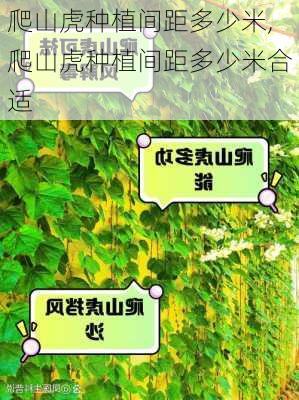 爬山虎种植间距多少米,爬山虎种植间距多少米合适