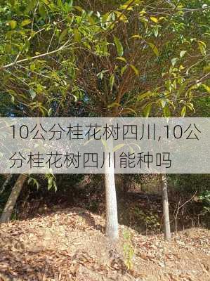 10公分桂花树四川,10公分桂花树四川能种吗