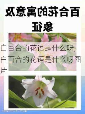 白百合的花语是什么呀,白百合的花语是什么呀图片