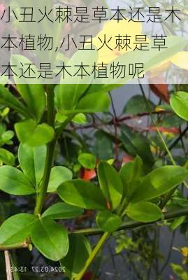 小丑火棘是草本还是木本植物,小丑火棘是草本还是木本植物呢