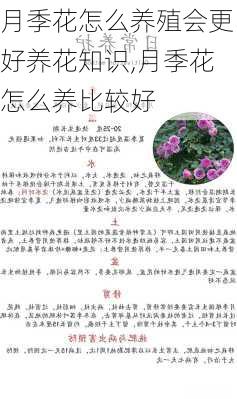 月季花怎么养殖会更好养花知识,月季花怎么养比较好