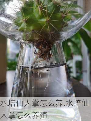 水培仙人掌怎么养,水培仙人掌怎么养殖