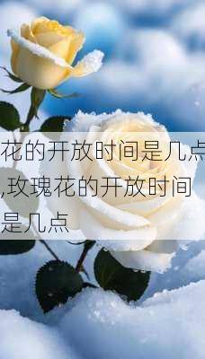 花的开放时间是几点,玫瑰花的开放时间是几点