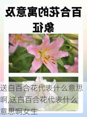 送白百合花代表什么意思啊,送白百合花代表什么意思啊女生