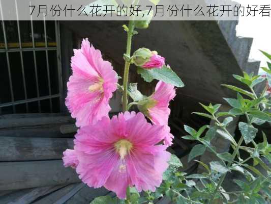 7月份什么花开的好,7月份什么花开的好看