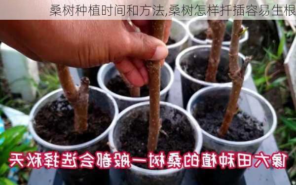 桑树种植时间和方法,桑树怎样扦插容易生根