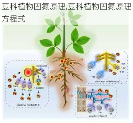 豆科植物固氮原理,豆科植物固氮原理方程式