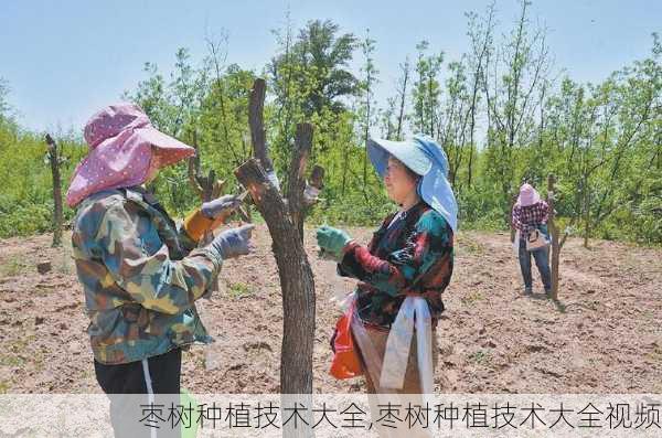 枣树种植技术大全,枣树种植技术大全视频