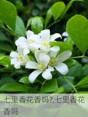 七里香花香吗?,七里香花香吗