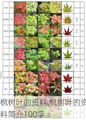 枫树叶的资料,枫树叶的资料简介100字