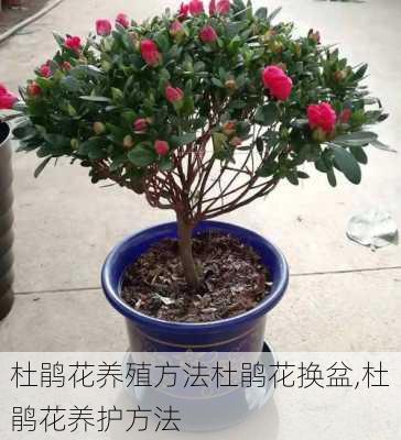 杜鹃花养殖方法杜鹃花换盆,杜鹃花养护方法