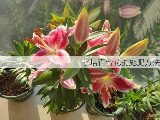 水培百合花的施肥方法