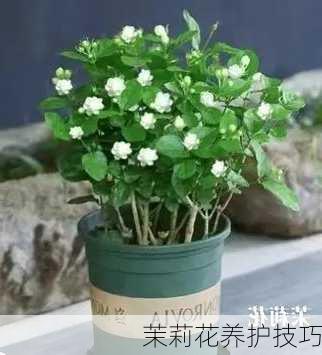 茉莉花养护技巧