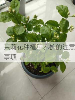 茉莉花种植和养护的注意事项