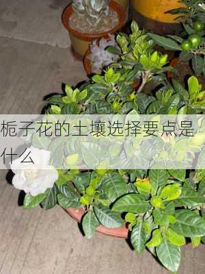 栀子花的土壤选择要点是什么